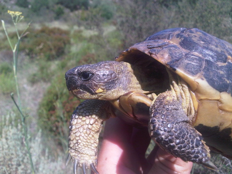 La tortuga d' Hermann de l'Albera ! in natura... Img00122