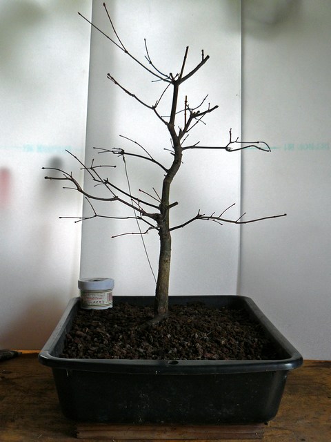 acer palmatum Mini-p12