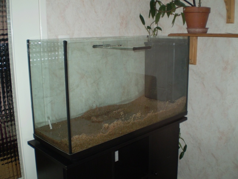 Mon aquarium (projet, photos du bac et de mes poissons) Aquwar10