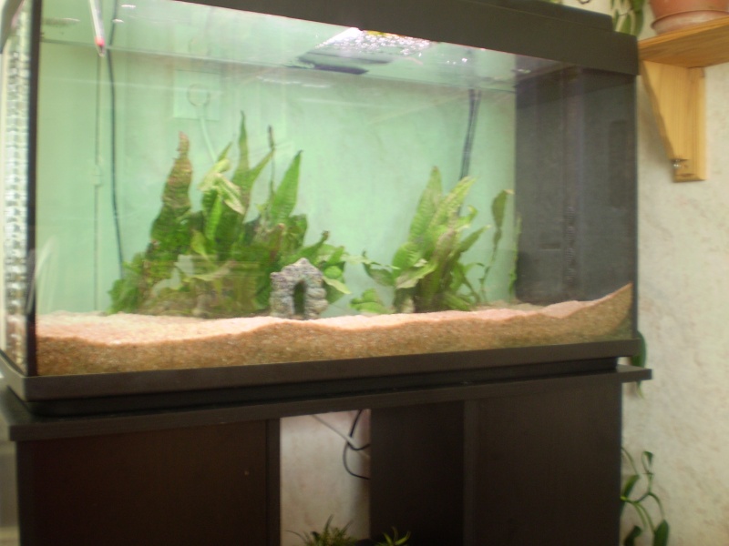 Mon aquarium (projet, photos du bac et de mes poissons) Aquwar11