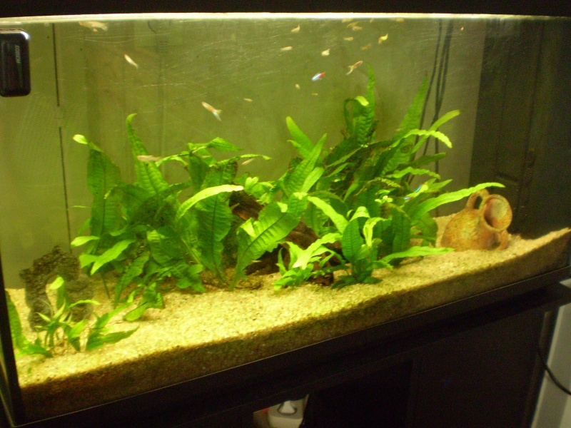 Nouvelle déco de mon aquarium (lilouche) P9190610
