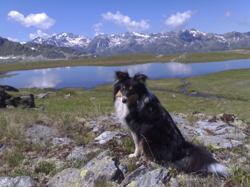 La jolie petite sheltie de Bürki Martine - Page 2 28062011