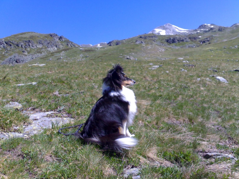 La jolie petite sheltie de Bürki Martine - Page 2 28062017