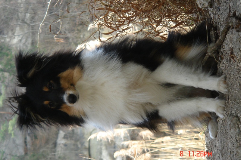 La jolie petite sheltie de Bürki Martine Dsc01111