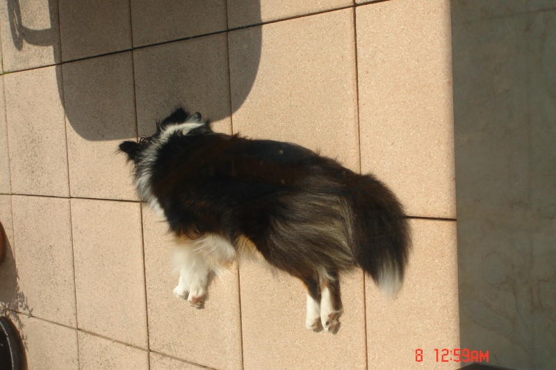 La jolie petite sheltie de Bürki Martine - Page 2 Dsc01312