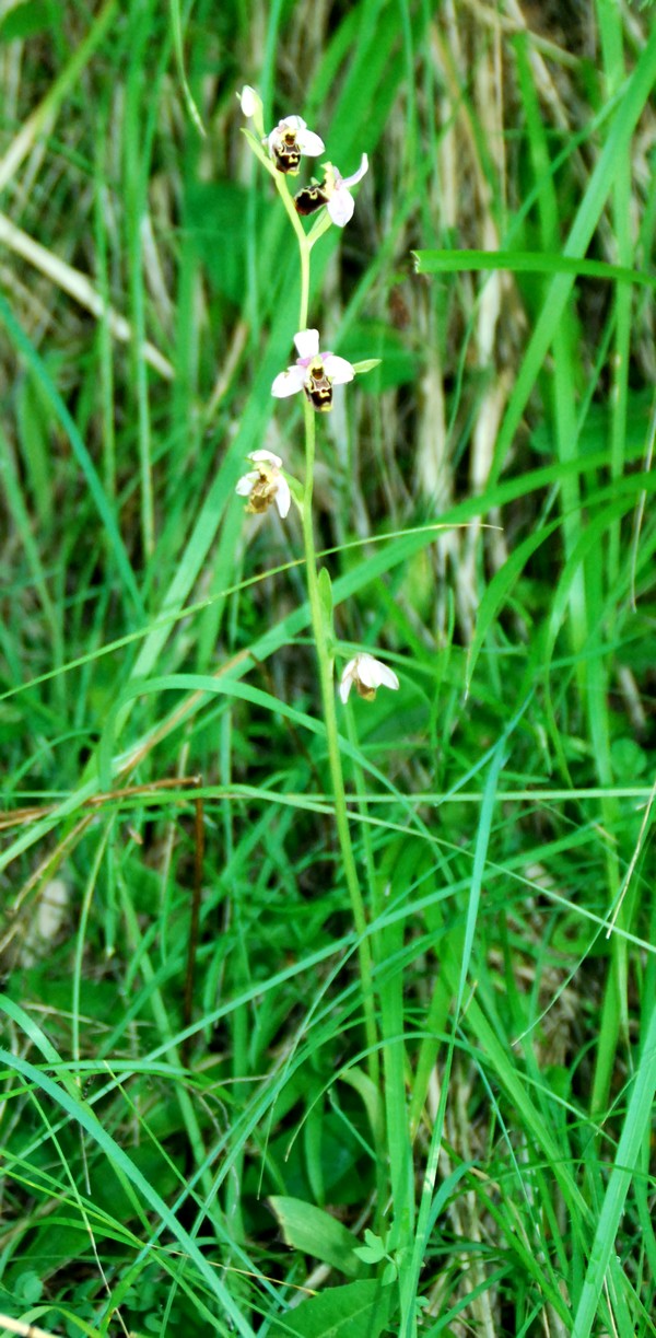 les ophrys tardifs de la région (84 et 26) - Page 2 Op110