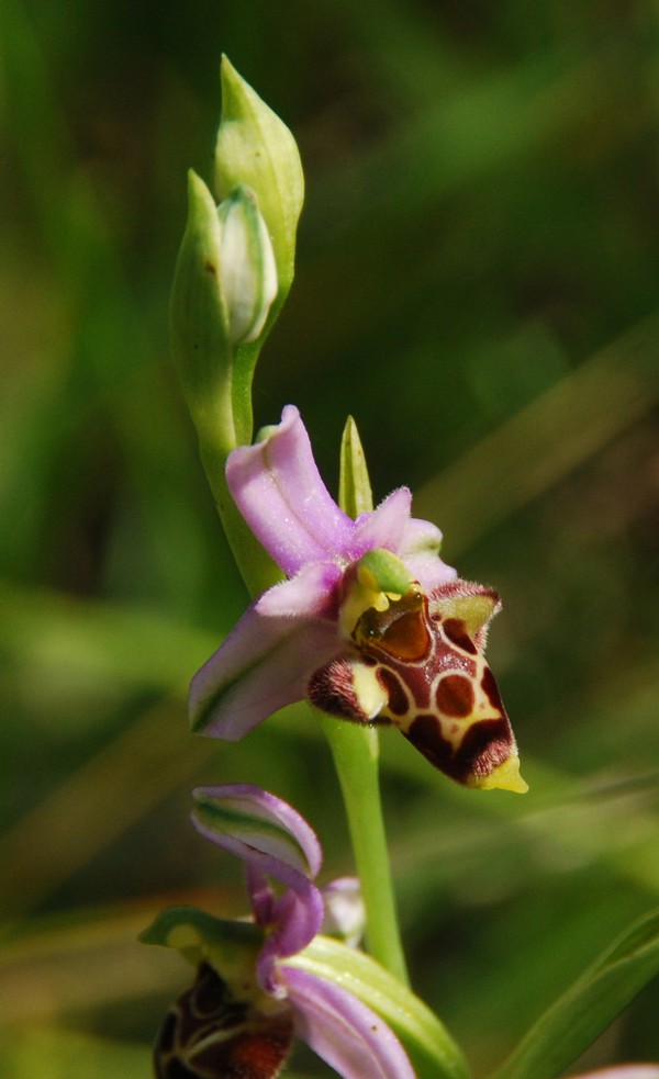 les ophrys tardifs de la région (84 et 26) - Page 3 Op2_110