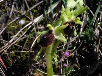 demande et suggestion [marzuola/occidentalis] Ophrys14
