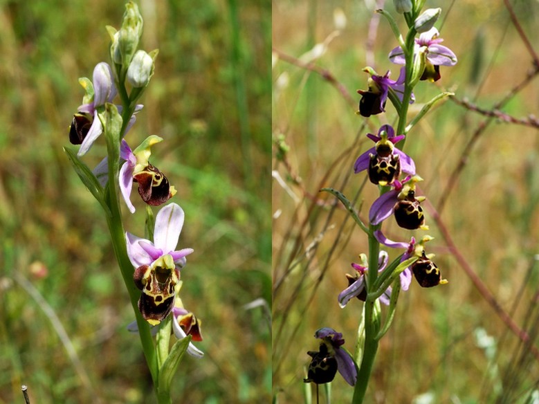 Ophrys fuciflora subsp. montiliensis Roubio10