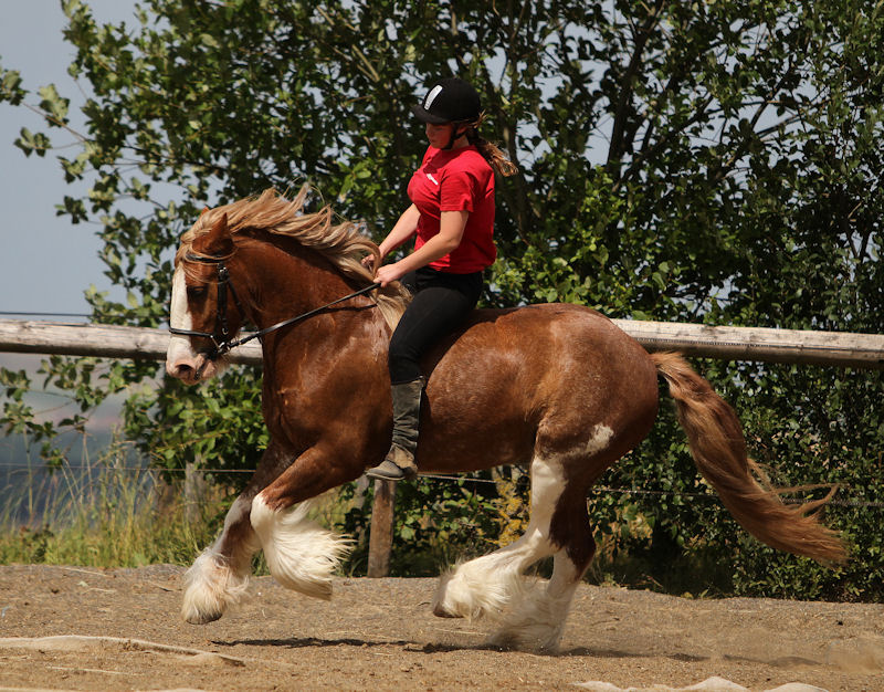 pendant vos vacances...MONTEZ LES CHEVAUX DU VALLON ! Famous10