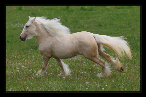 Lady Chance pouliche palomino, 2 ans Img_1011