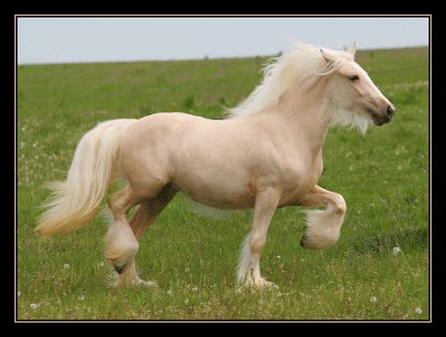 Lady Chance pouliche palomino, 2 ans Img_1019