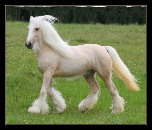 Lady Chance pouliche palomino, 2 ans Img_1110