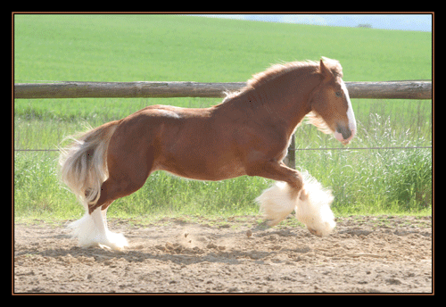 TOFFY jeune étalon alezan au DOMAINE DU VALLON Img_1610