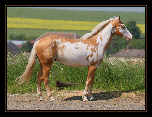 SAMY, étalon paint palomino overo... au Domaine du Vallon ! Img_2210