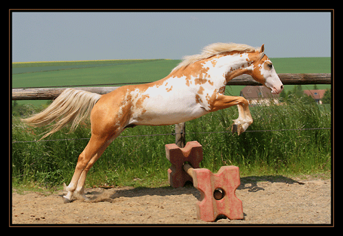 SAMY, étalon paint palomino overo... au Domaine du Vallon ! Img_2216