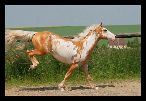 SAMY, étalon paint palomino overo... au Domaine du Vallon ! Img_2218