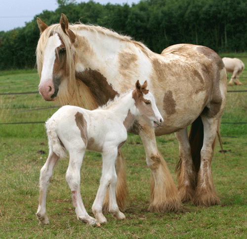 UP MI (pouliche pie alezane Gleann x Chance) Img_4331