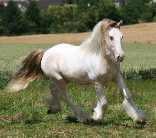 ERWYN, futur étalon isabelle pearl Img_5517