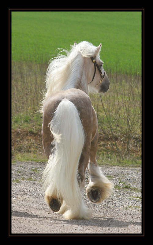 GOLDWYN, jeune étalon palomino, MARS 2010 - Page 11 Img_5712