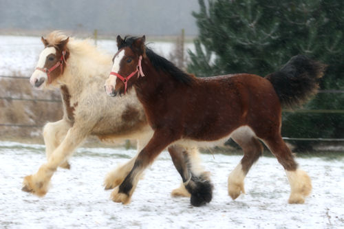 BACCARA, CHUCK LUCK, UP MI et BELISE decouvrent la NEIGE !!! Img_9218