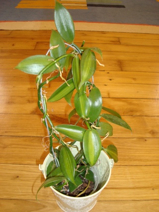 Vanilla planifolia Vanill10