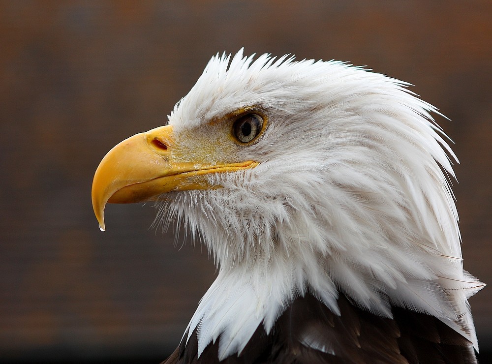 Le regard de l'aigle 1225