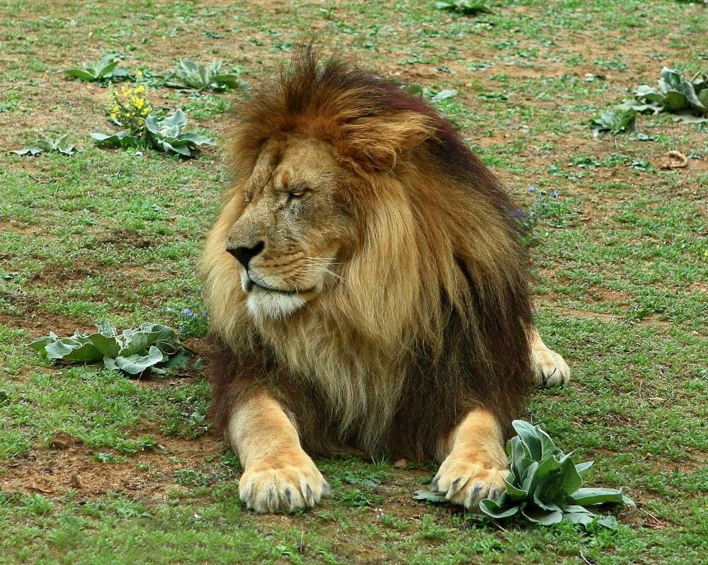 Le roi des animaux en plein effort 1bis10