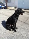 Labrador x braque noir, 4 ans, mâle, Var Chico10