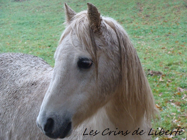 (Dpt 23) GENEREUX, poney ONC réservé par Sabnat23 !!!!!!!!!!!!!!!! (Nov 2011) Dsc00415