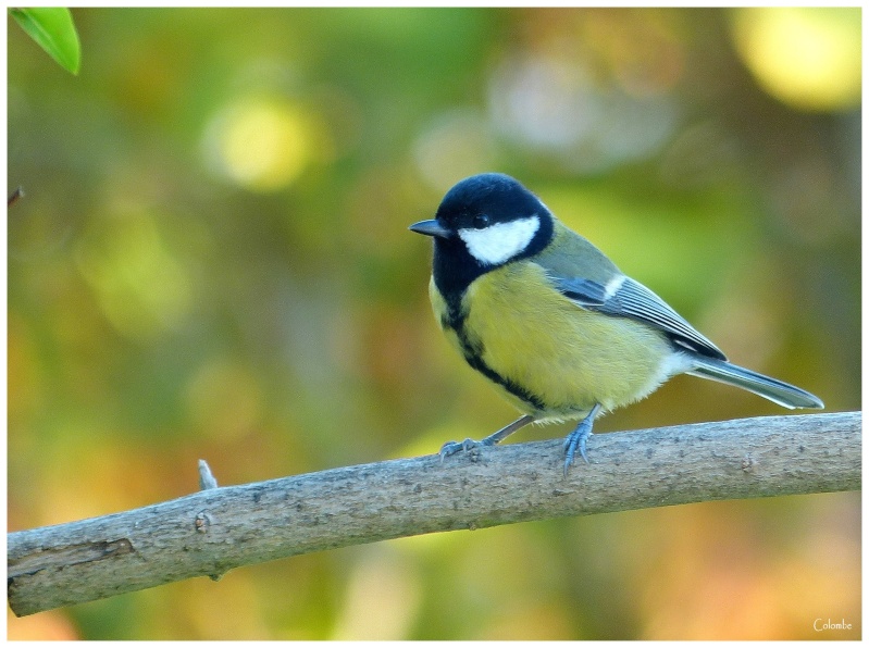 Mésange charbonnière Charno10