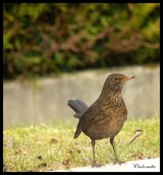 Tu veux ma photo? Oiseau12