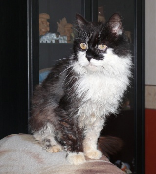 Adoption de Mimie (Sauvetage des animaux 76) Janvie10