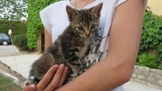 LILI 2 mois, cherche FA ou ADOPTANT avant 1er juil Lili10