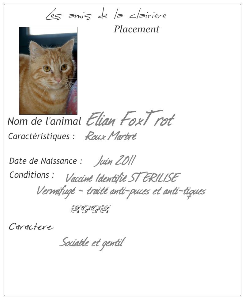 Elian FoxTrot    Tigrou         , roux,  né courant juin 2011,  Elian_10