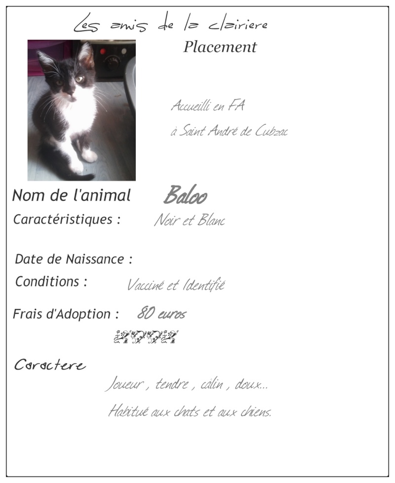 Baloo, noir et blanc, 2 mois Fichef15