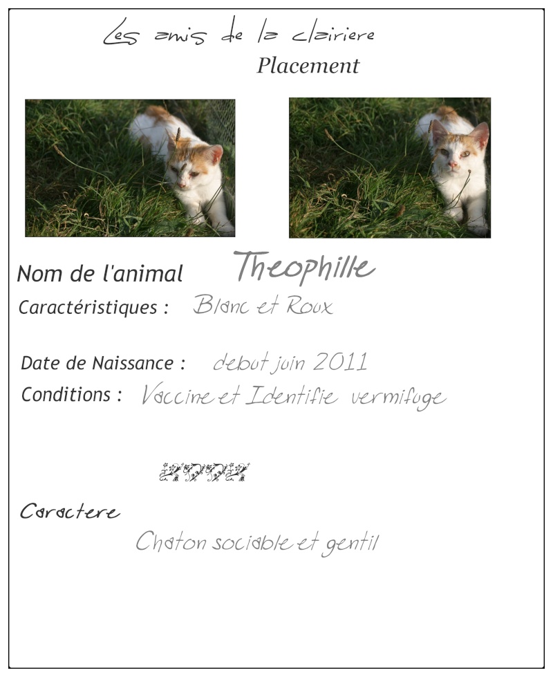 Théophille, Blanc et Roux, né en juin 2011 Fichef47