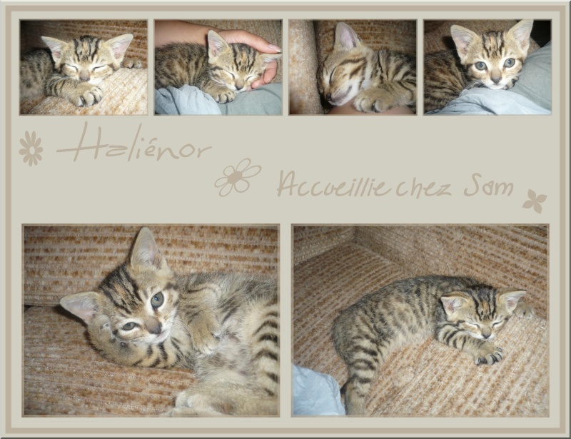 Haliénor, chaton accueilli chez Sam Halian10