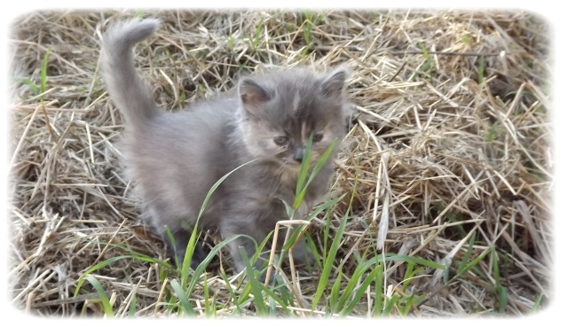 Les chatons de CANELLE, nés début mai 2012 - Page 3 Photo125