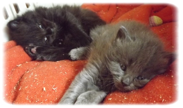 Les chatons de CANELLE, nés début mai 2012 - Page 2 Photo_87