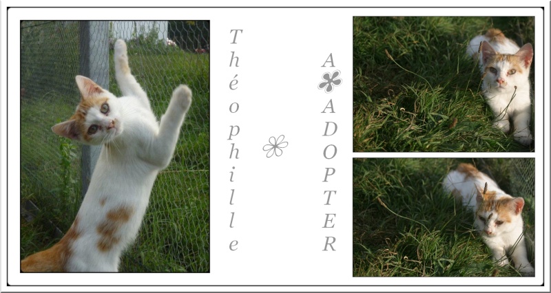 Théophille, Blanc et Roux, né en juin 2011 Thaoph10