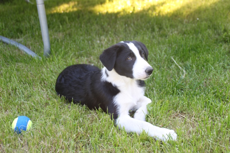 la vie de chien d'Hélios mon border collie expert en bêtises.... Img_4010