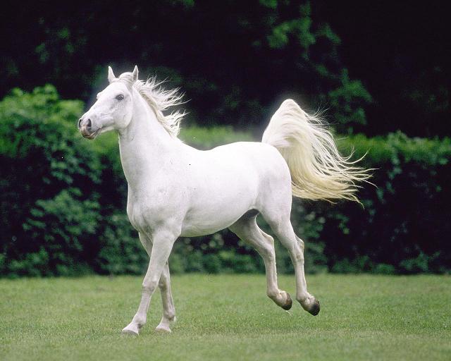 Le cheval blanc 03x10
