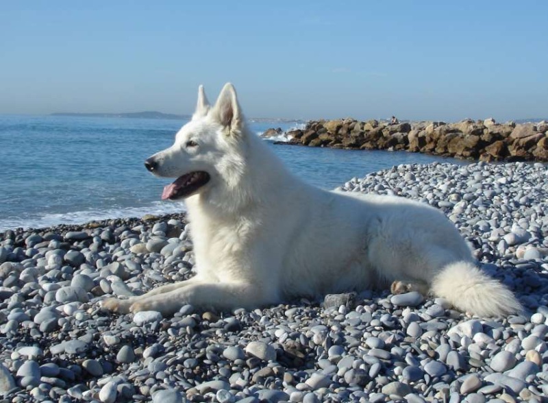 Le  Berger Blanc  Suisse 1438110