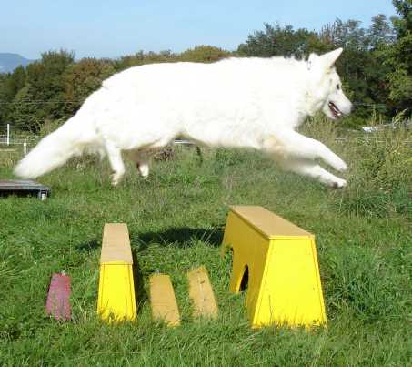 Le  Berger Blanc  Suisse 1637110