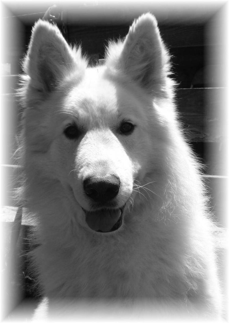 Le  Berger Blanc  Suisse 1778110