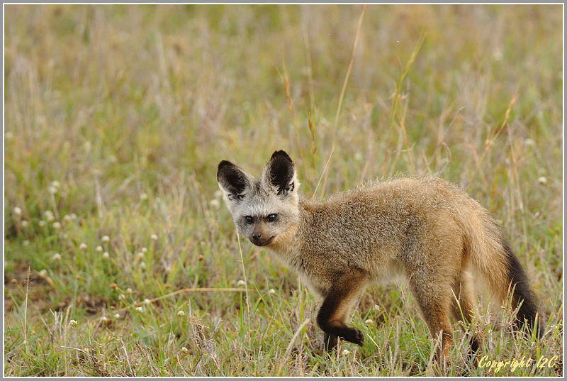 l'otocyon renard a oreilles de chauve souris 20080210