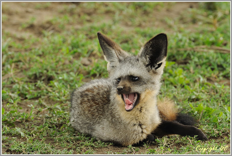 l'otocyon renard a oreilles de chauve souris 20080218