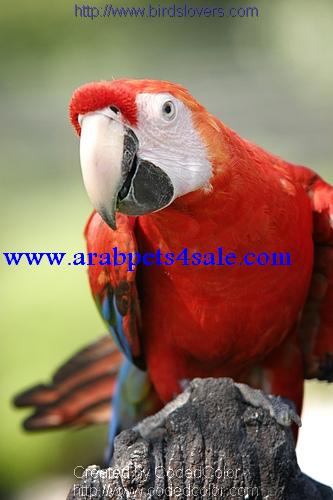 الاسكارليت مكاو 63420610