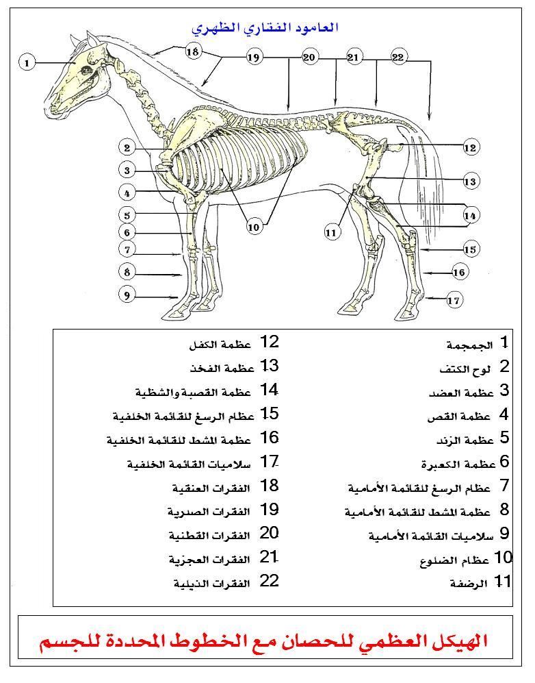 ما اسم انثى الخيل